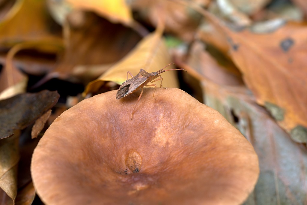 Gonocerus acuteangulatus smalle randwants insect insecten kever kevers tor torren spin spinnen wesp wespen bij bijen sprinkhaan sprinkhanen vlieg vliegen mug muggen